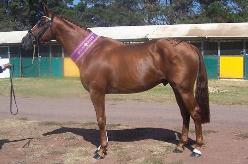 Australian Warmblood Australian Warmblood