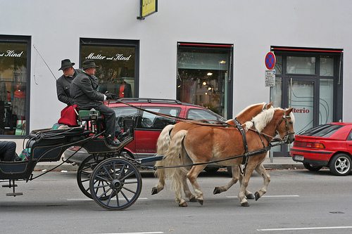 Horse in Austria