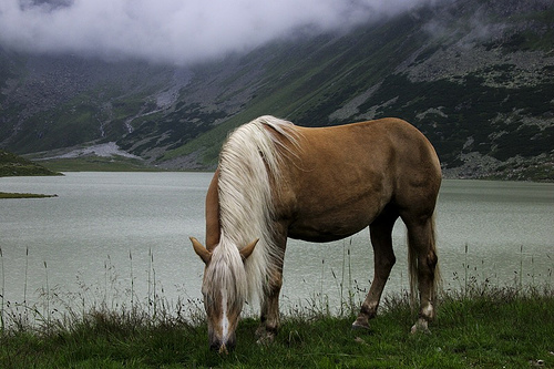 Horse in Austria