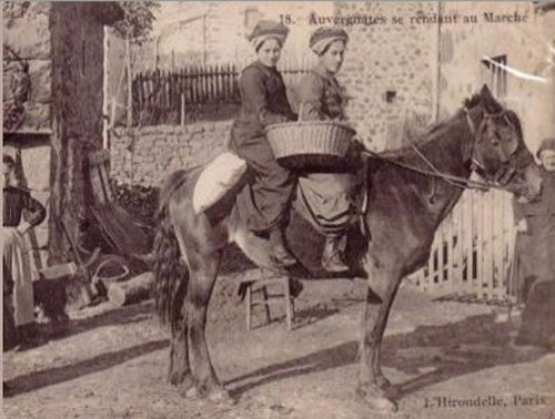 Auvergne Horse