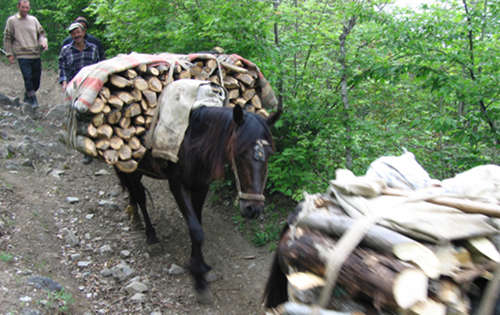 Horses in Azerbaijan