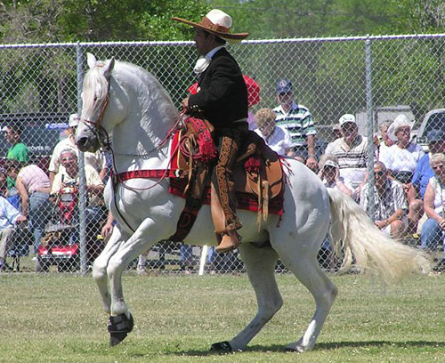 Azteca Horse
