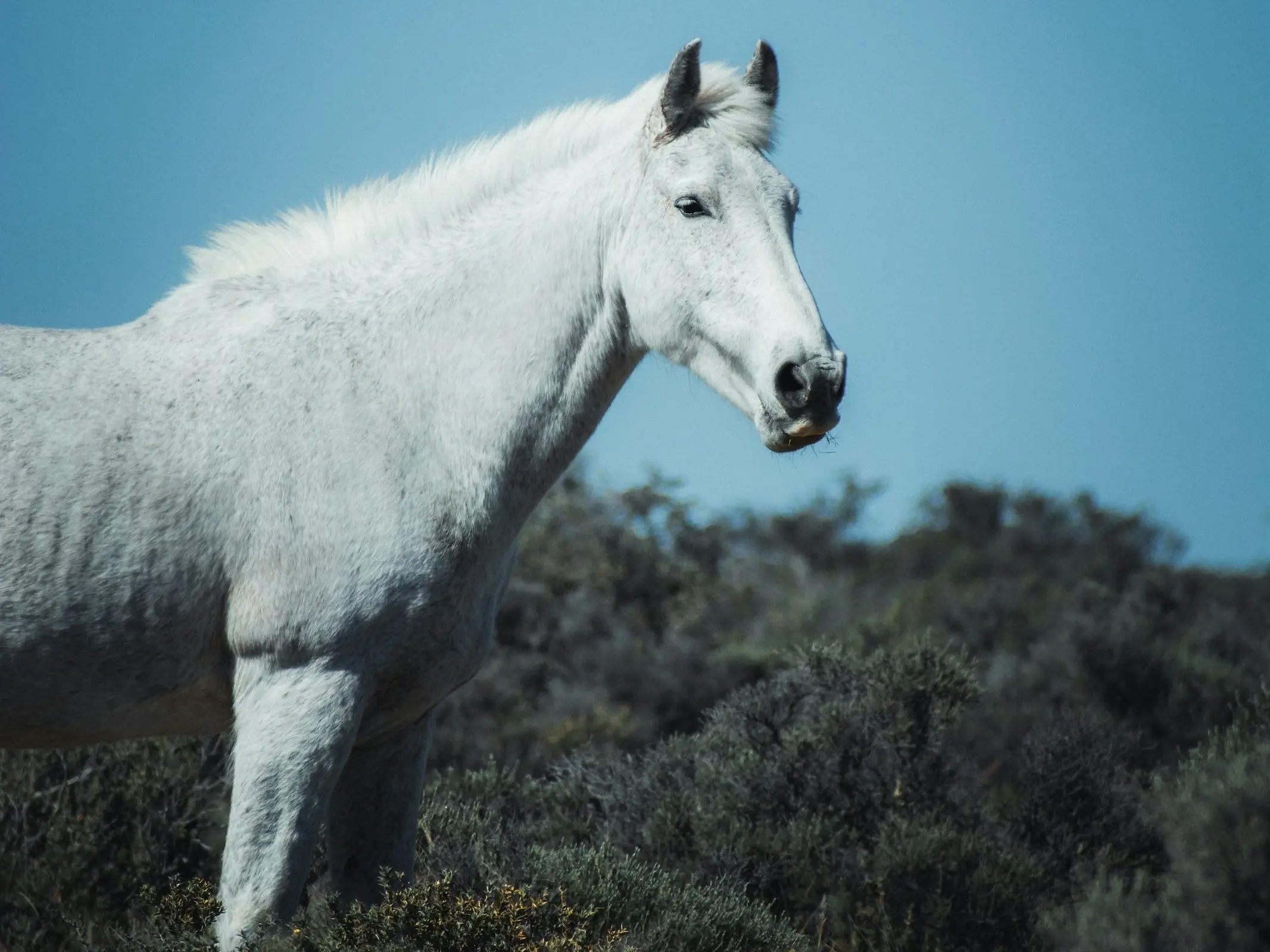 Baguales Horse