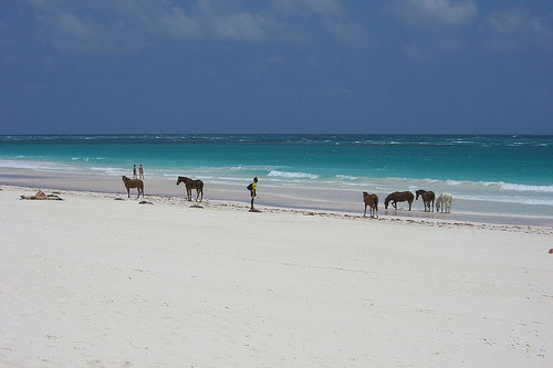 Horses on the beach in The Bahamas