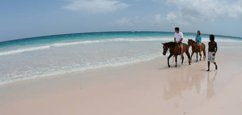Horse in The Bahamas