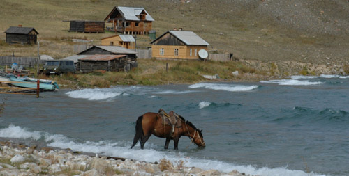 Baikal Horse