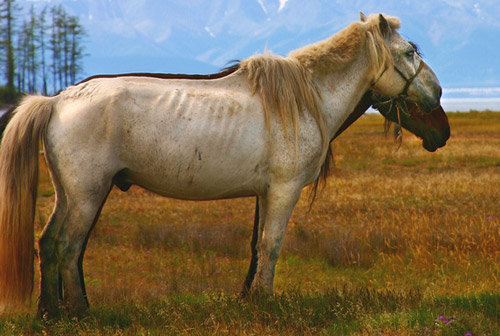 Baikal Horse