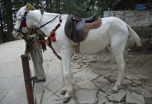 Baluchi Horse