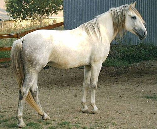 Barb Horse Barb Horse