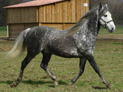 Barb Horse Barb Horse