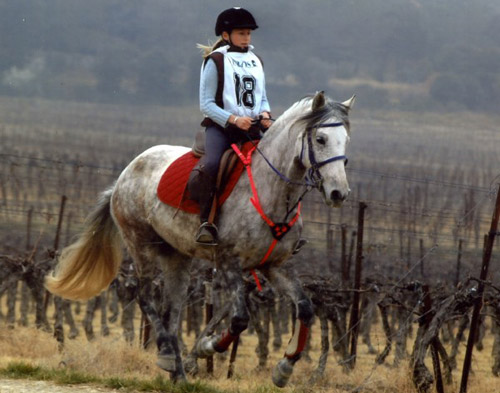 Barb Horse Barb Horse