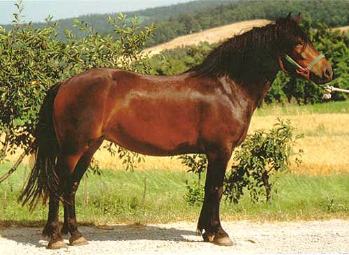 Bardigiano Horse