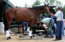 horse with stable foreman