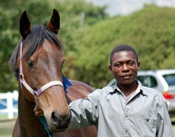 horse with stable manger