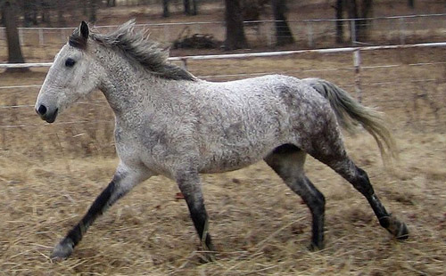 Bashkir Horse