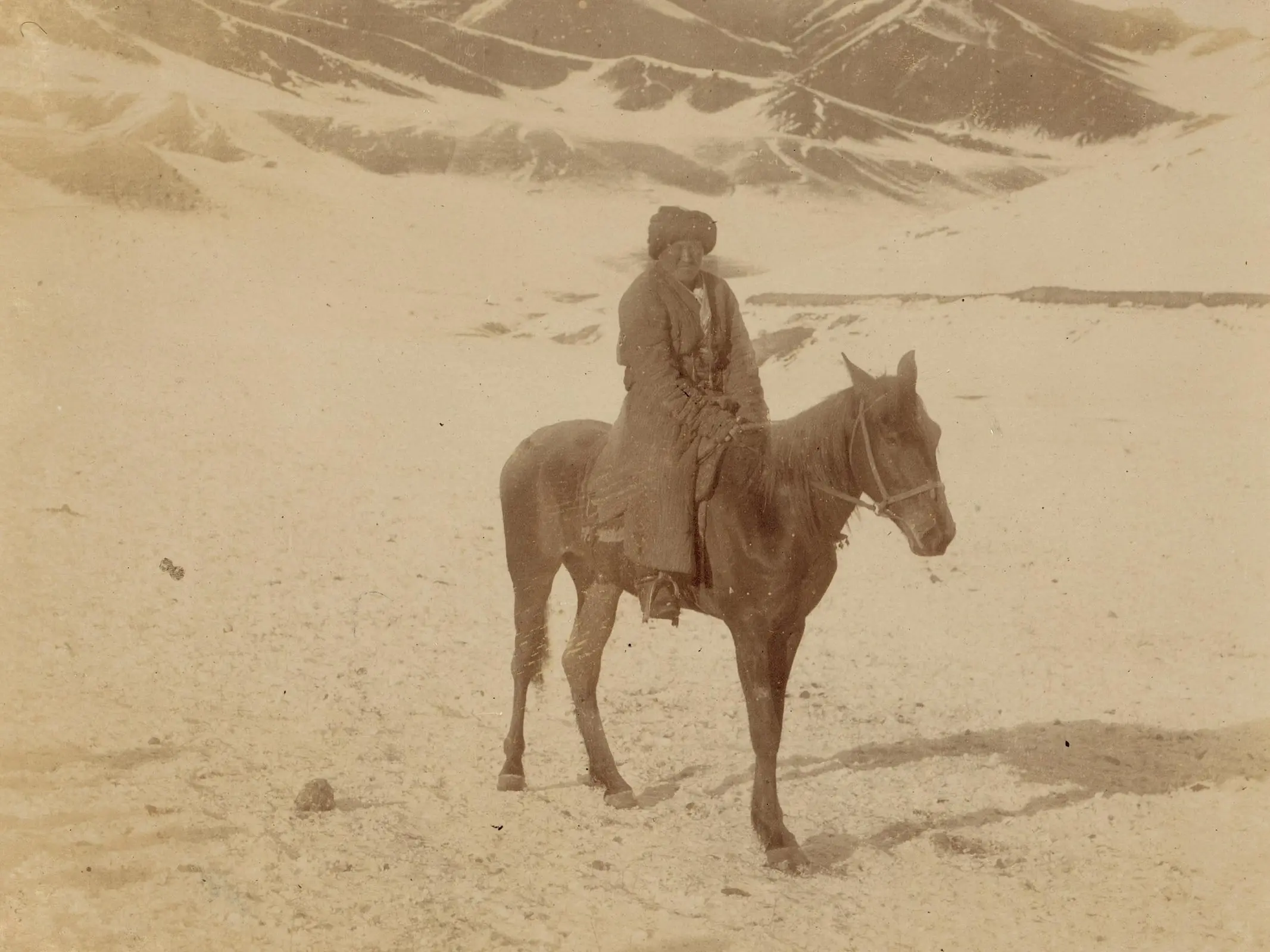 Bashkir Horse