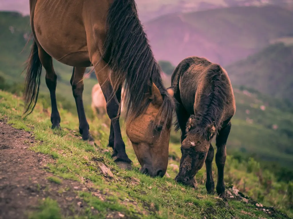 Basque Pony