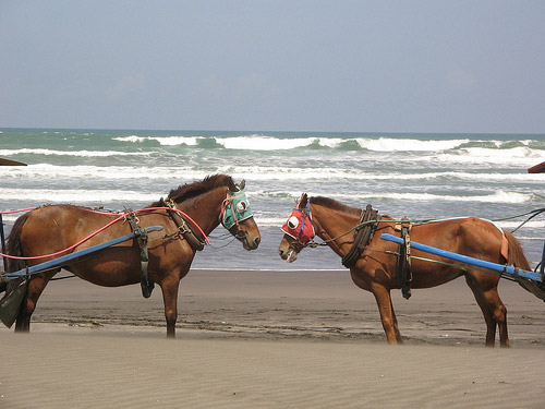 Batak Pony