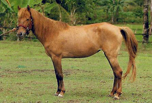 Batak Pony