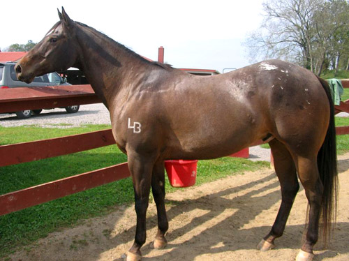 Bay Appaloosa Horse