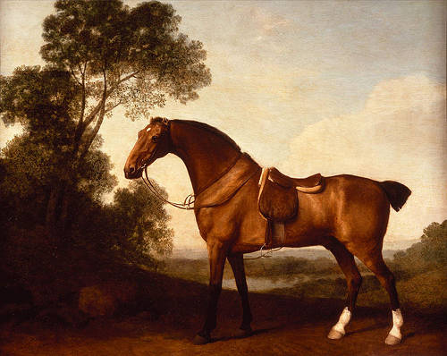 A Saddled Bay Hunter - George Stubbs A Saddled Bay Hunter - George Stubbs
