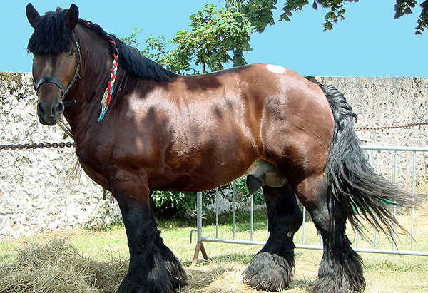 Blood Bay Horse