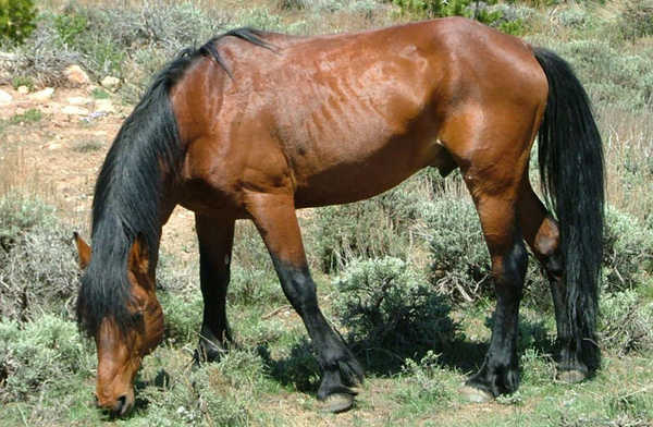 Copper Bay Horse