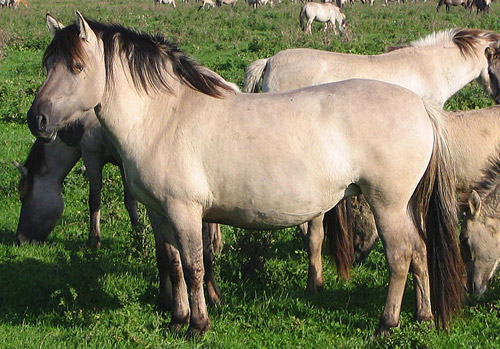 Bay Dun Horse