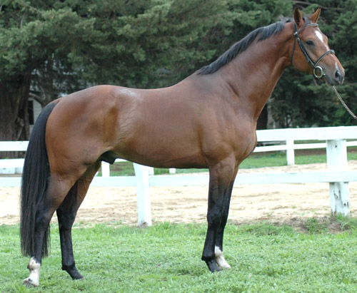 Bay Horse Bay Horse