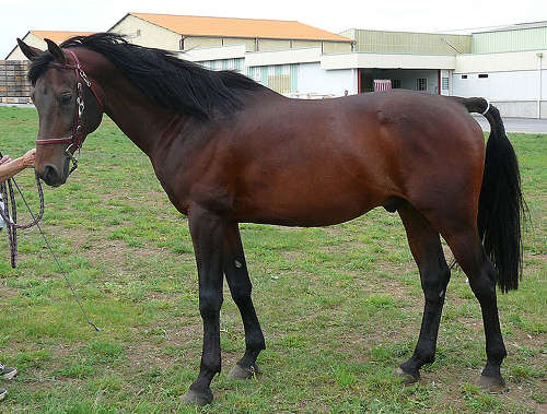 Mahogany Bay Horse