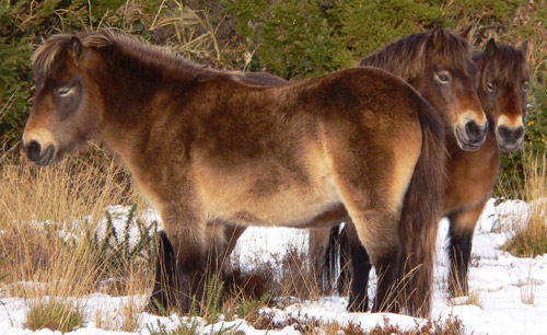 Mealy Bay Horse