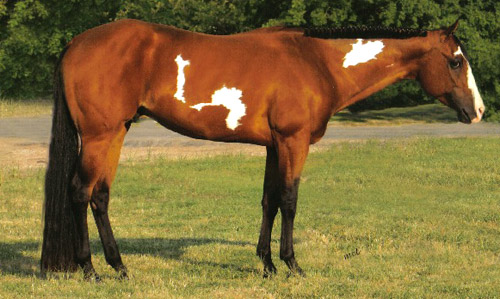 Bay Pinto / Paint Horse
