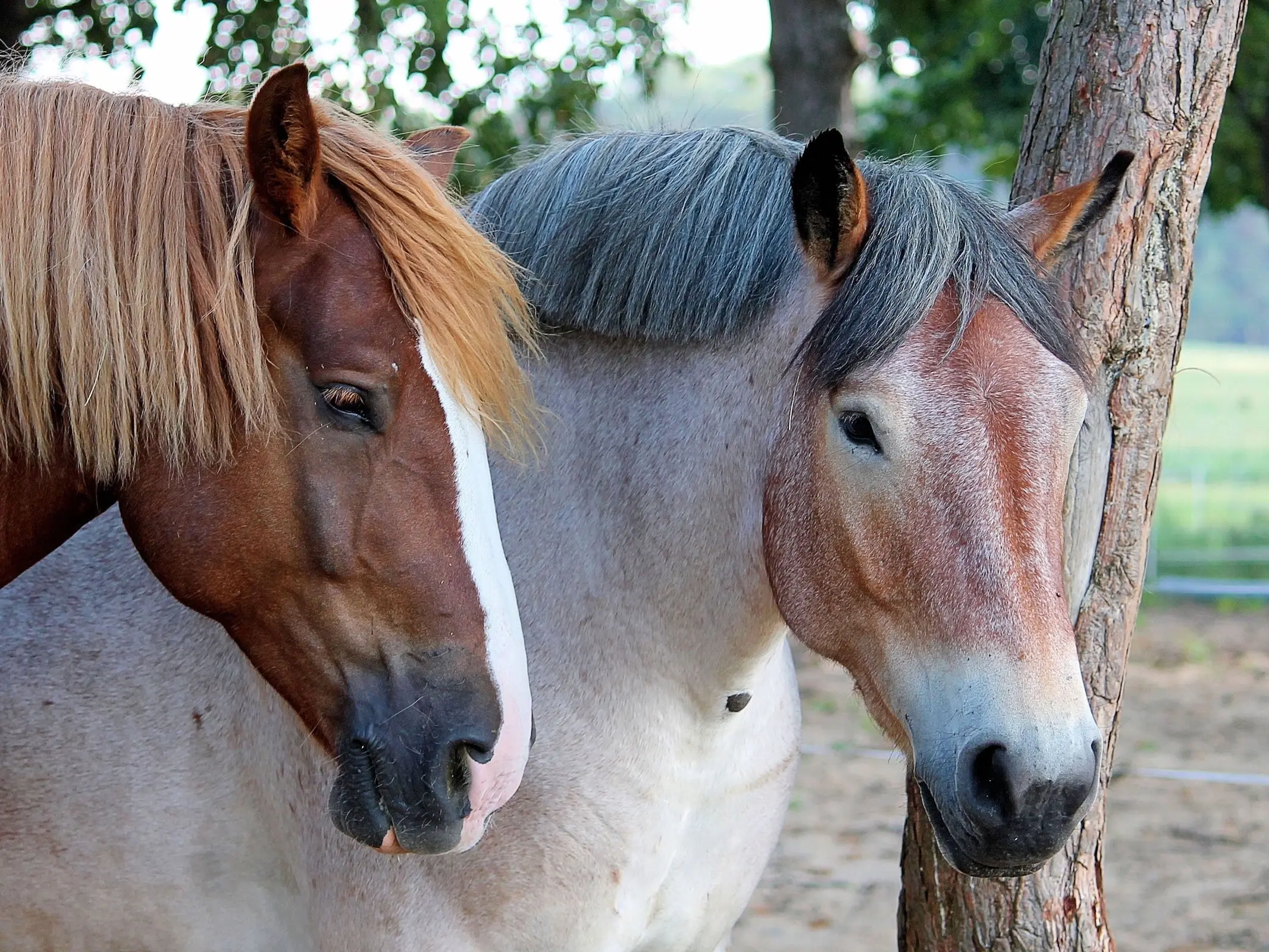 Roan mealy horse