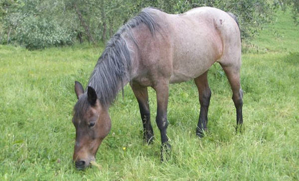 Bay Roan Horse
