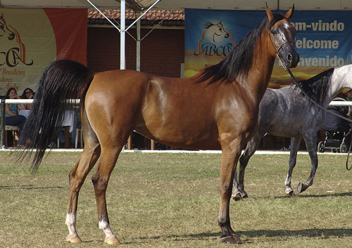 Standard Bay Horse