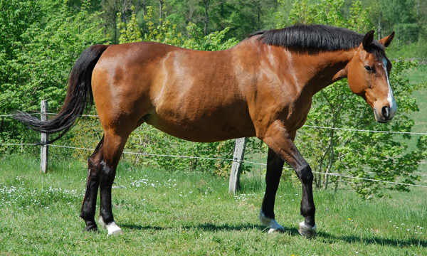 Standard Bay Horse