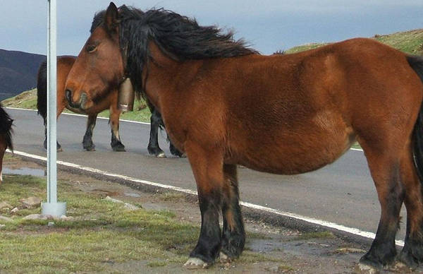 Wildtype Bay Horse