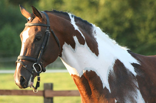 beautiful-stallion-11.jpg