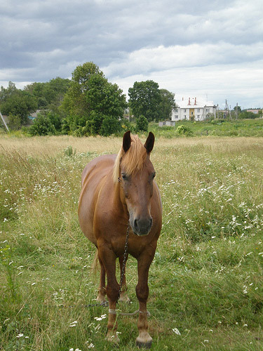 Horse in Belarus