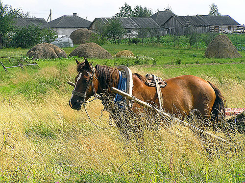 Horse in Belarus