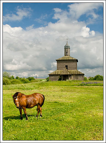 Horse in Belarus