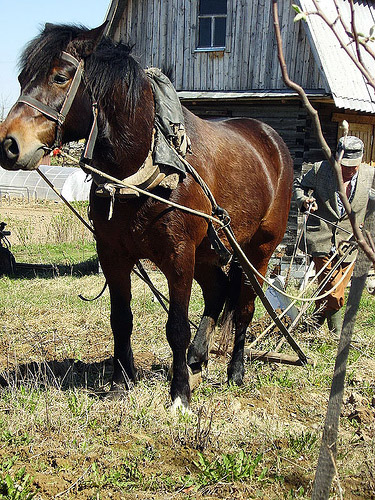 Horse pulling plow in Belarus