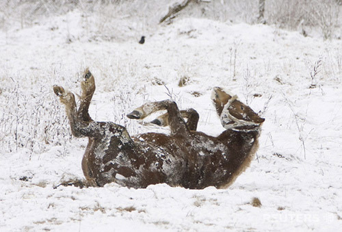 Horse rolling in snow in Belarus