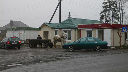 Horse in Belarus
