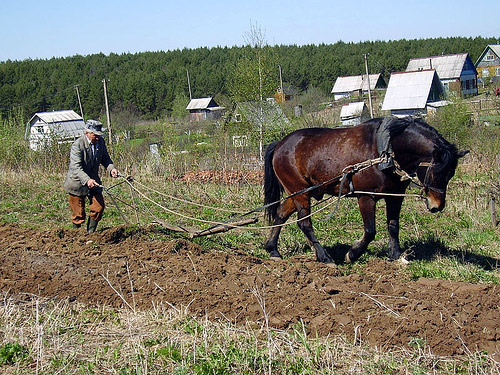 Horse pulling plow in Belarus