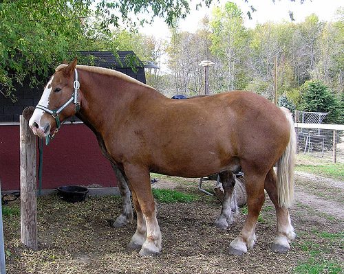Belgian Draft Horse Belgian Draft Horse