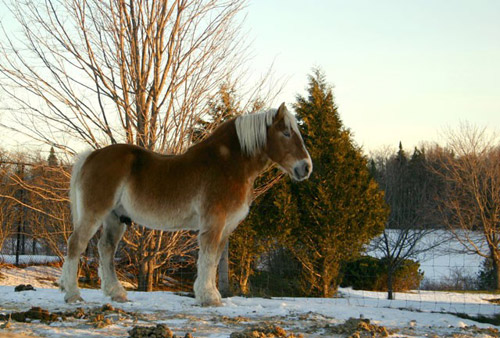 Belgian Draft Horse Belgian Draft Horse