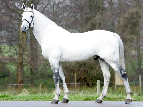 Belgian Warmblood Horse