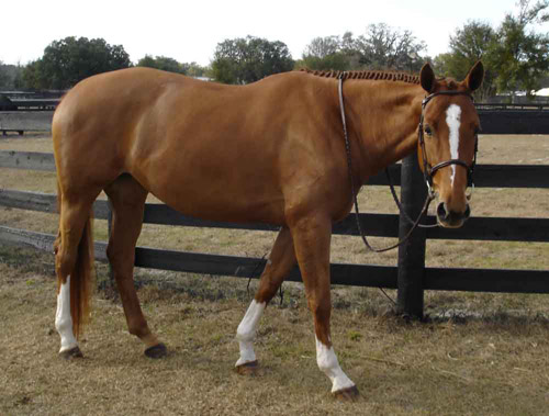 Belgian Warmblood Horse