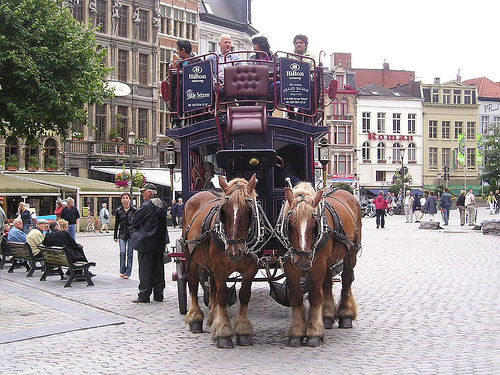 Belgium horse ride in Antwerp Horse in Belgium